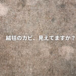 絨毯のカビ、見えていますか？